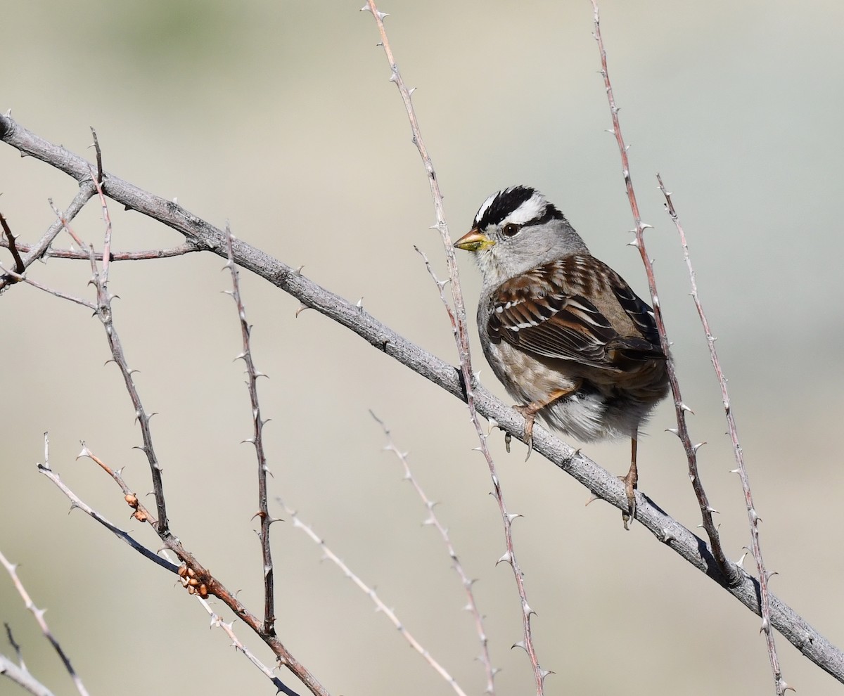 White-crowned Sparrow - ML615339094
