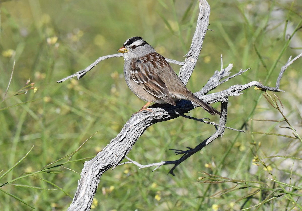White-crowned Sparrow - ML615339096