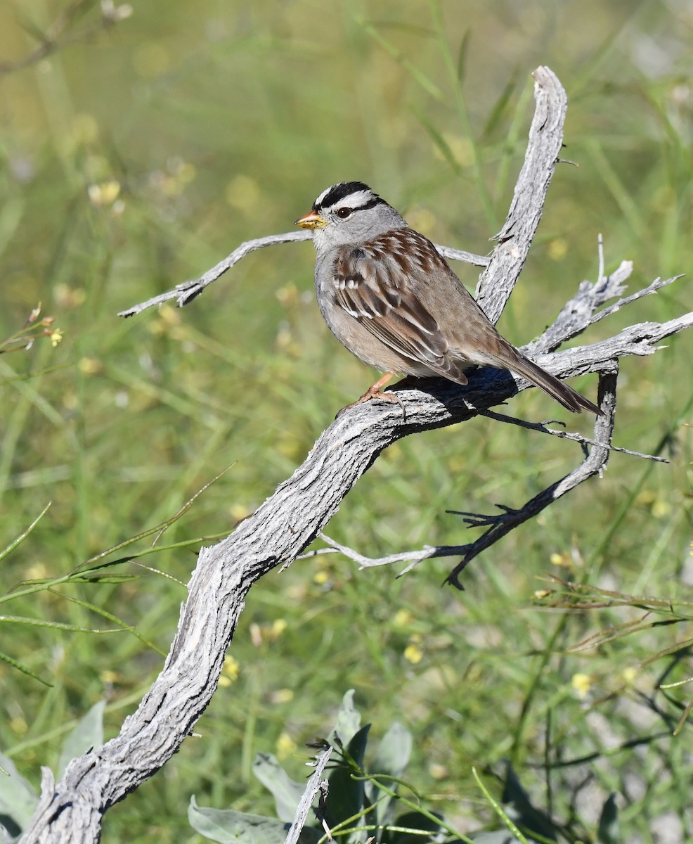 White-crowned Sparrow - ML615339100