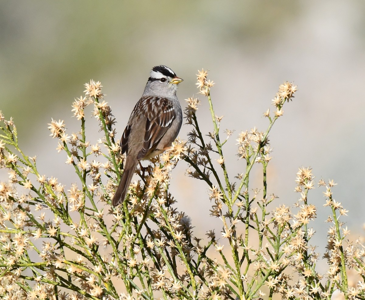 White-crowned Sparrow - ML615339110