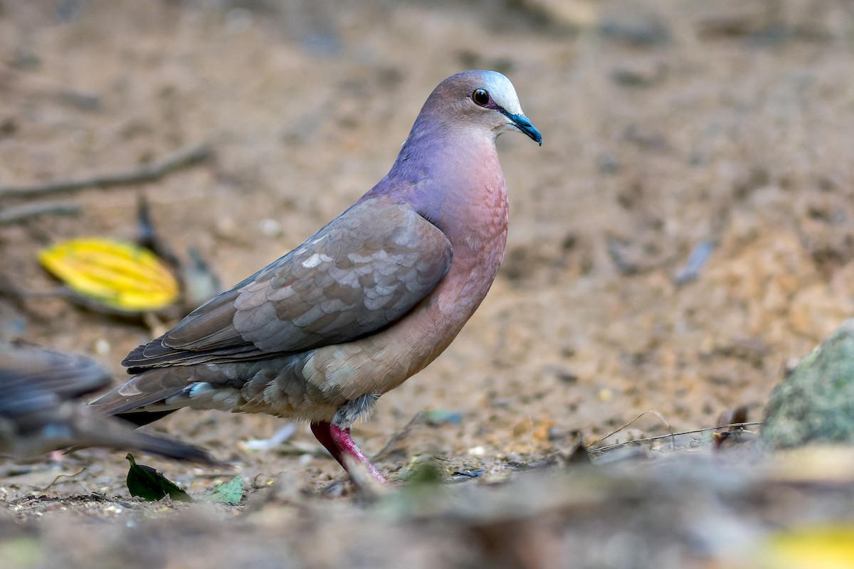 Gray-fronted Dove - ML615339112