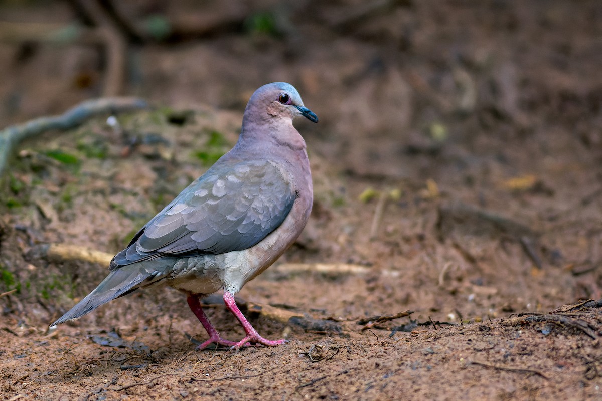Gray-fronted Dove - ML615339113