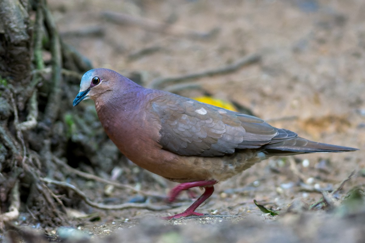 Gray-fronted Dove - ML615339119