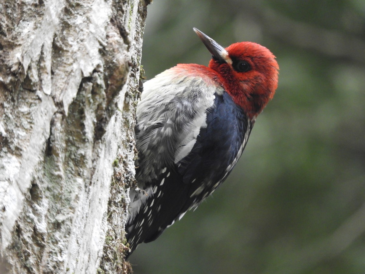 Red-breasted Sapsucker - Andrew  Thomas