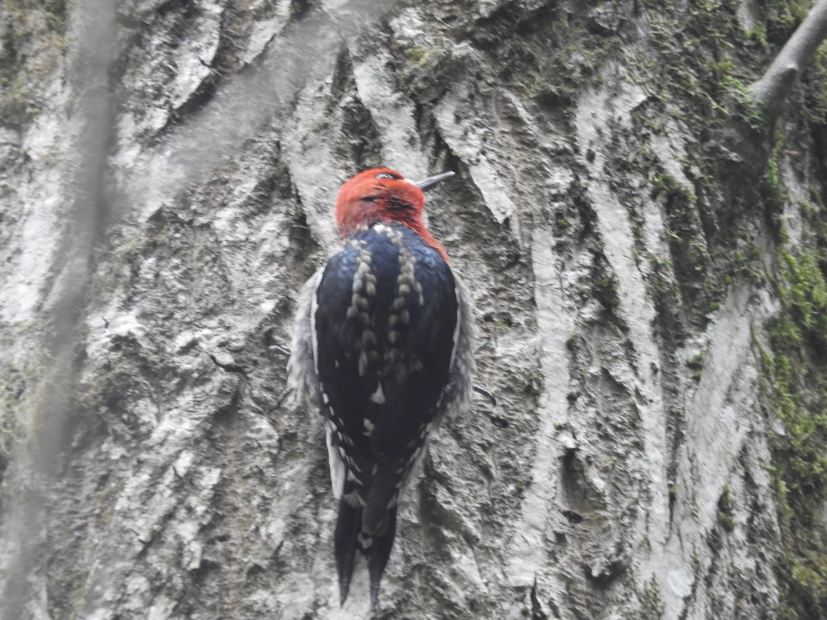 Red-breasted Sapsucker - ML615339203