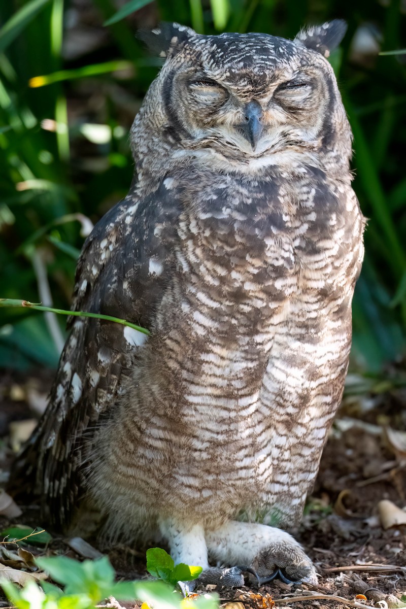 Spotted Eagle-Owl - ML615339233