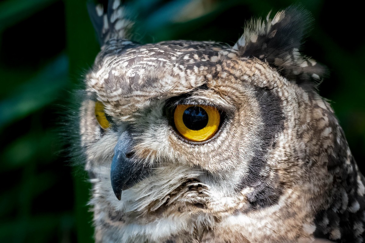 Spotted Eagle-Owl - ML615339237