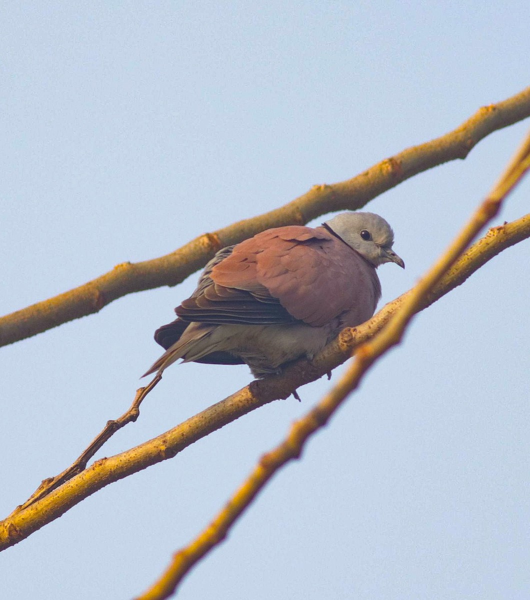 Red Collared-Dove - ML615339292
