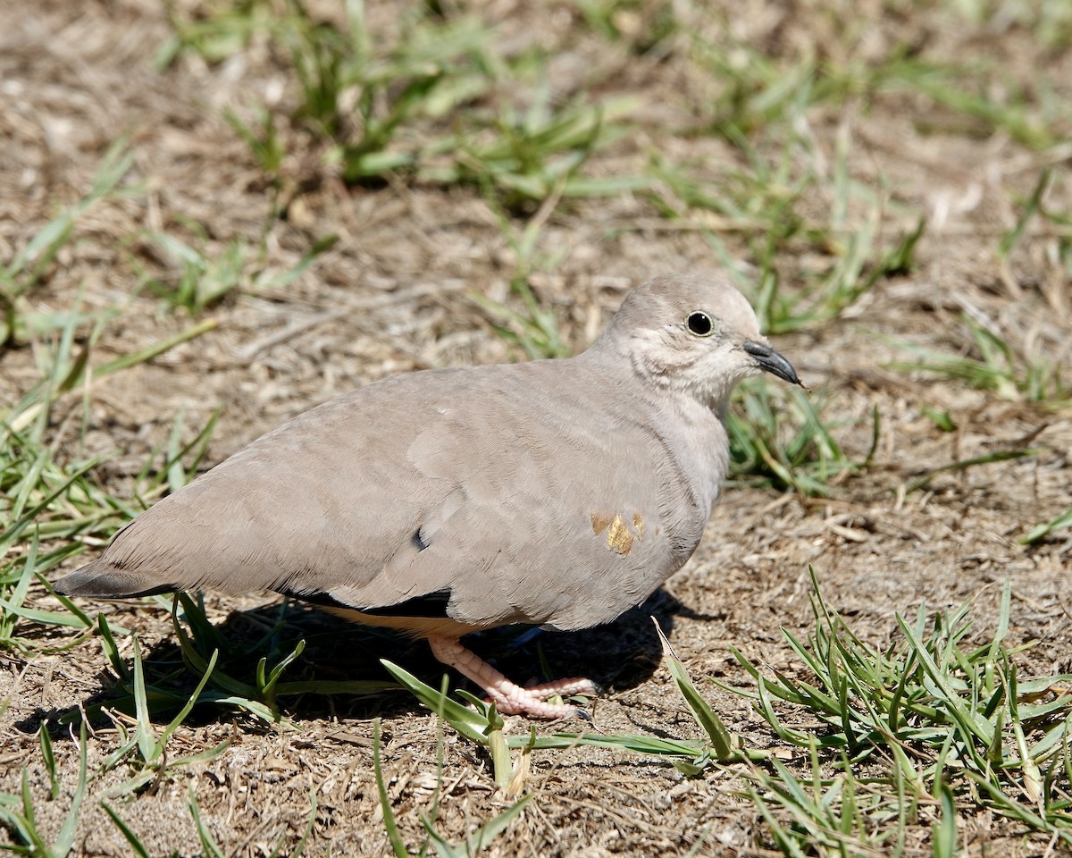 Golden-spotted Ground Dove - ML615339297