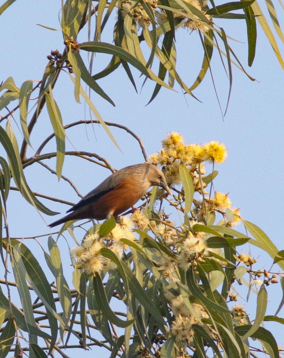 Chestnut-tailed Starling - ML615339324