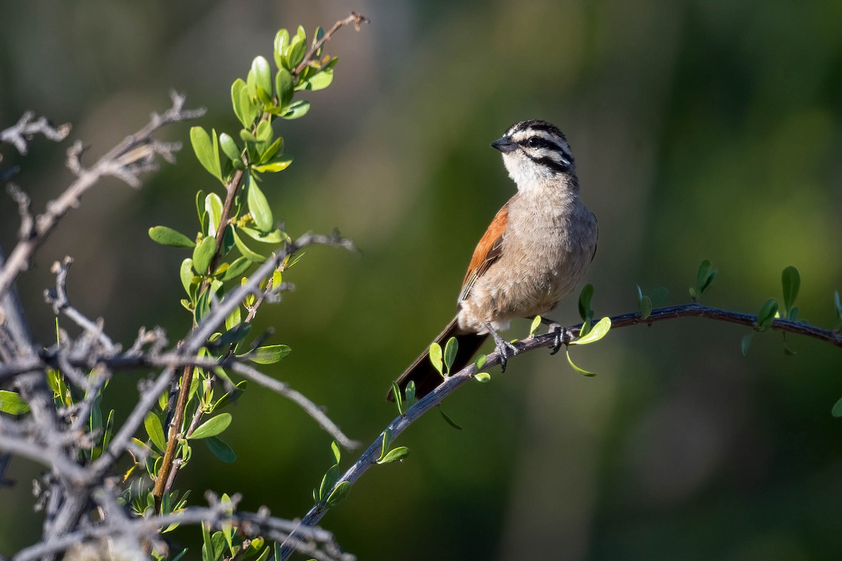 Cape Bunting - Terence Alexander