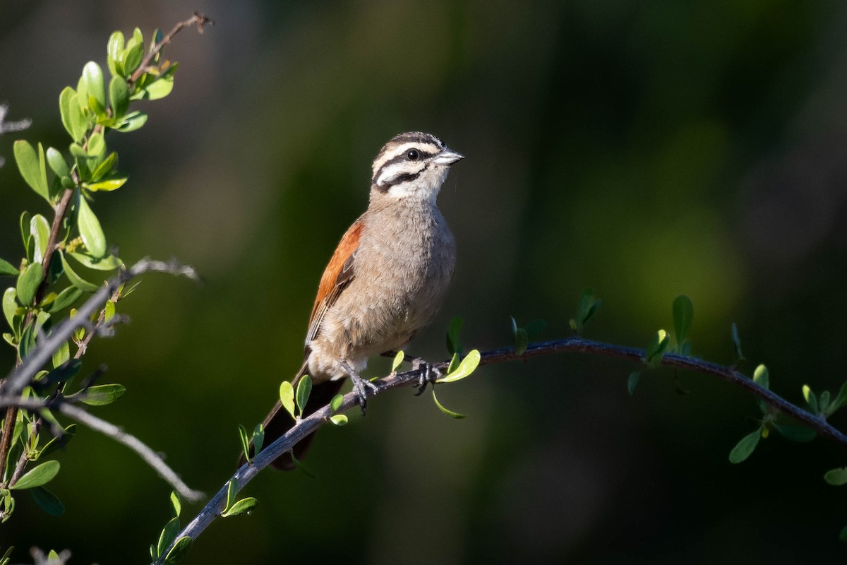 Cape Bunting - Terence Alexander