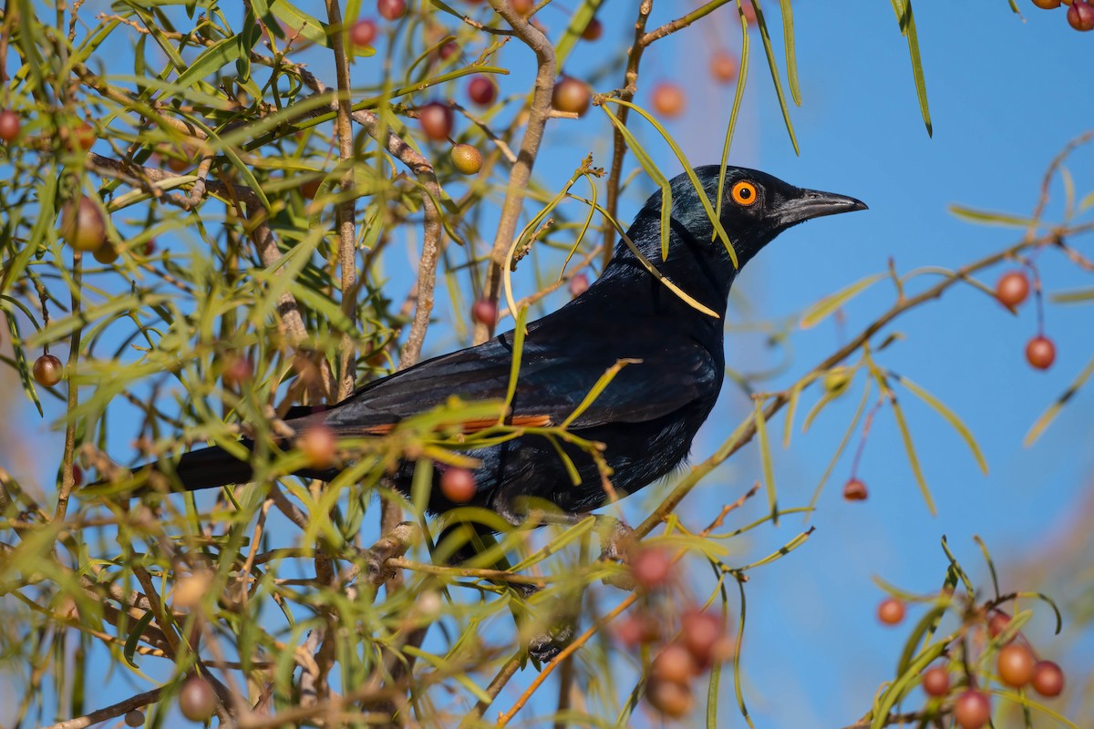 Pale-winged Starling - ML615339471