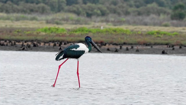 Black-necked Stork - ML615339549