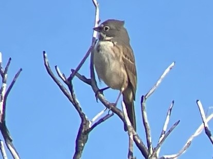 Bell's Sparrow - ML615339592