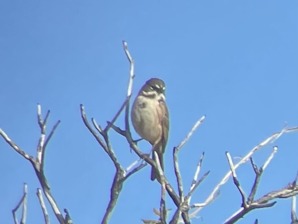 Bell's Sparrow - ML615339593