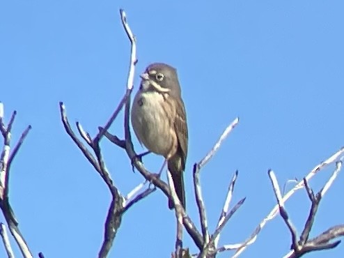 Bell's Sparrow - ML615339594