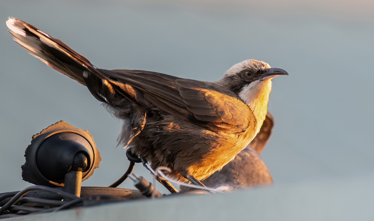 Gray-crowned Babbler - Martin Anderson