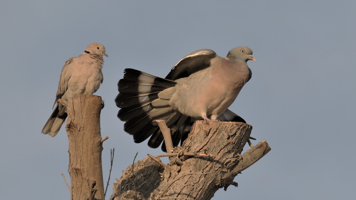 Common Wood-Pigeon - Mukund Dass