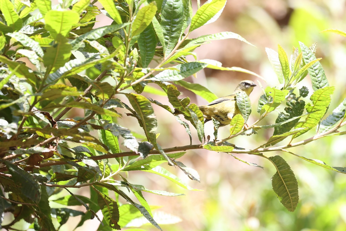 Citrine Warbler (Northern) - loretta kao