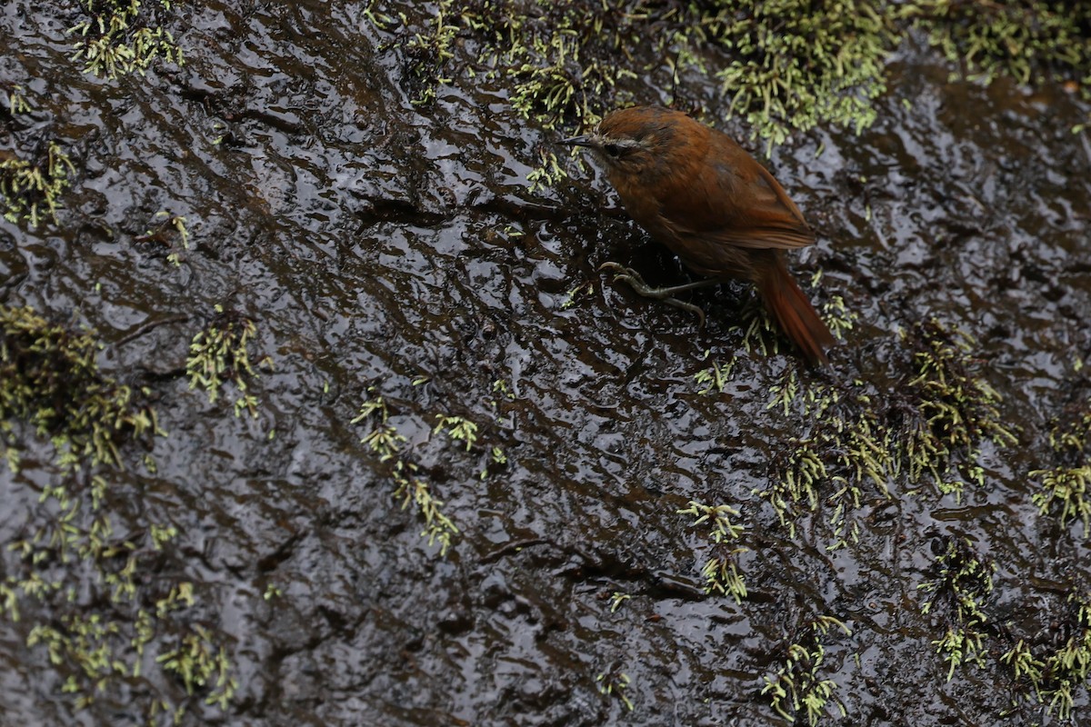 White-browed Spinetail - ML615339905