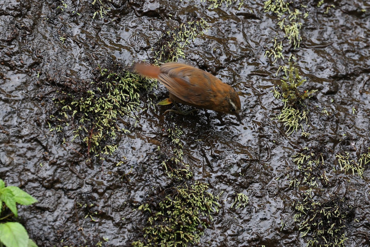White-browed Spinetail - ML615339906