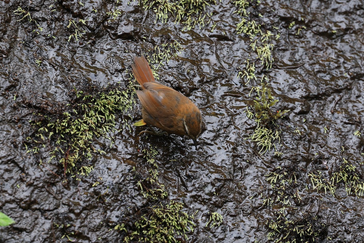 White-browed Spinetail - ML615339907