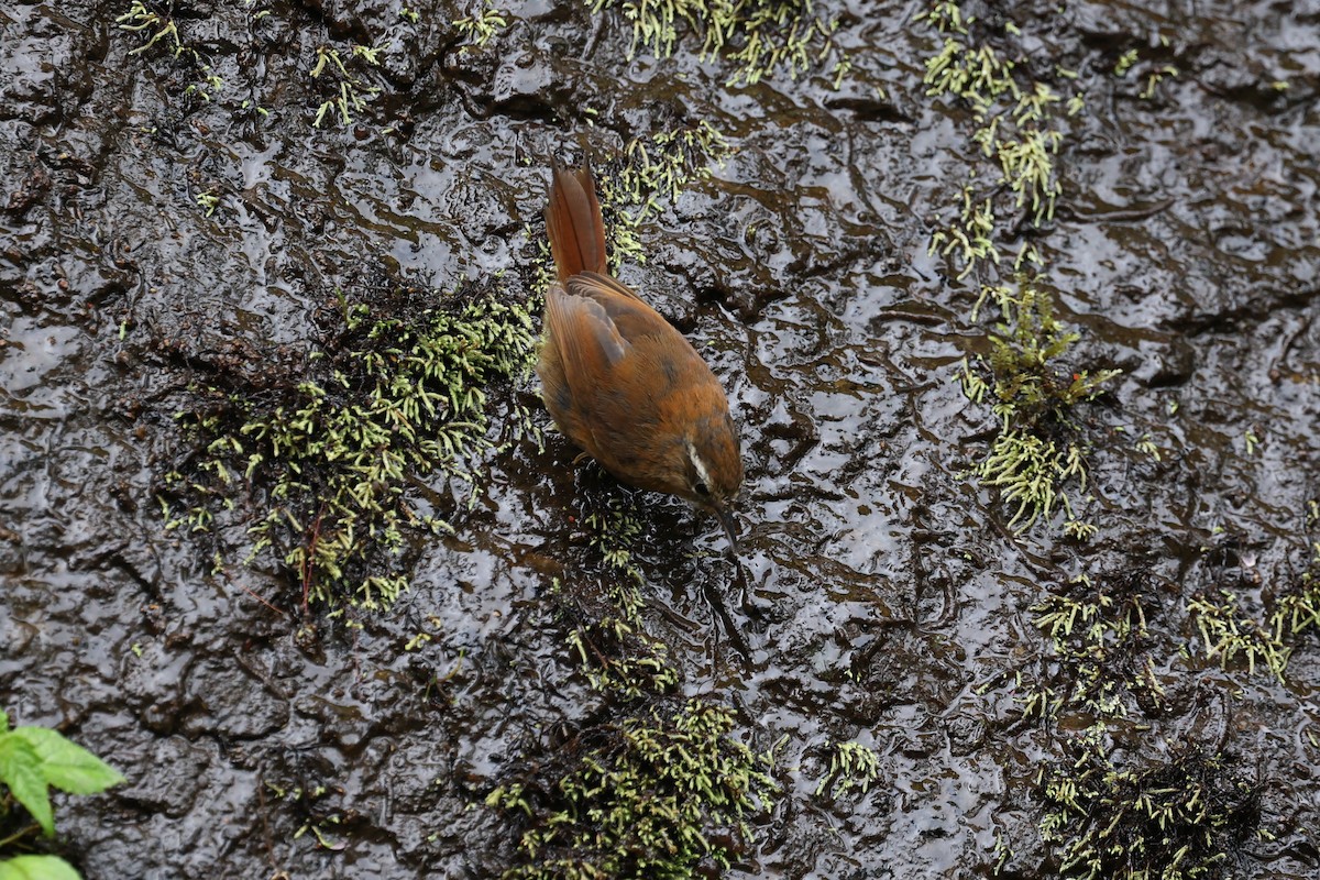 White-browed Spinetail - ML615339908
