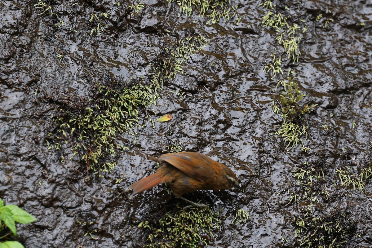 White-browed Spinetail - ML615339911