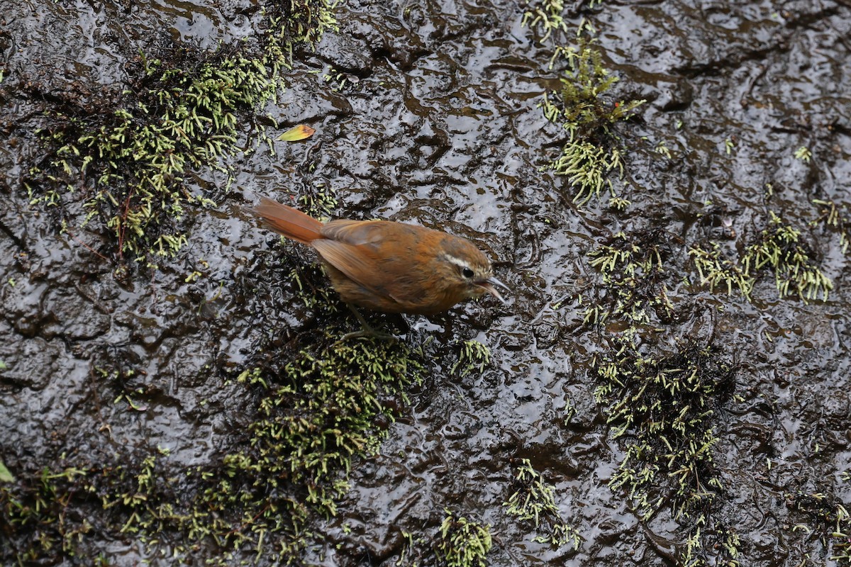 White-browed Spinetail - ML615339915