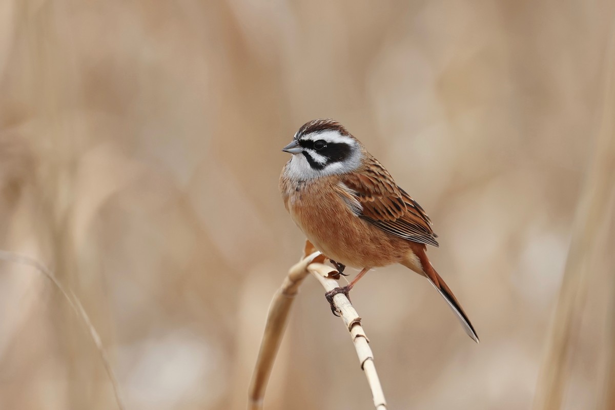 Meadow Bunting - Chris Wiley