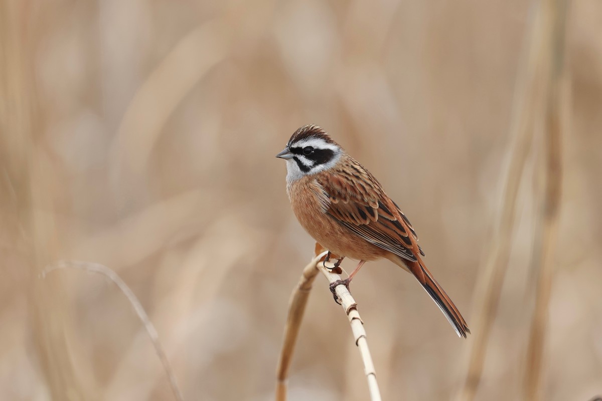Meadow Bunting - Chris Wiley