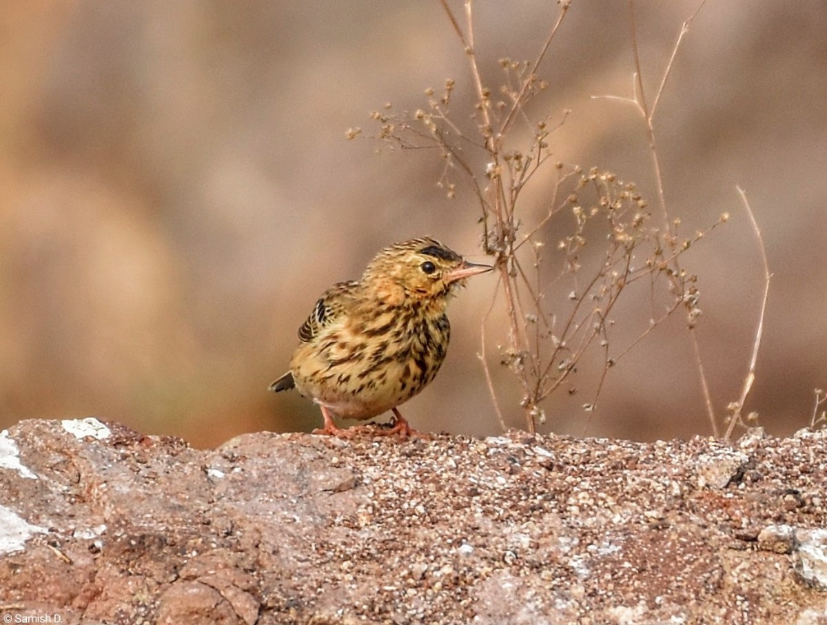Red-throated Pipit - ML615340120