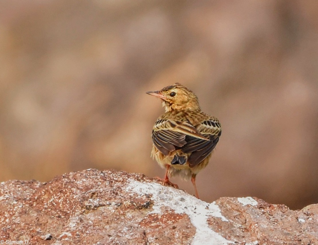 Red-throated Pipit - ML615340121