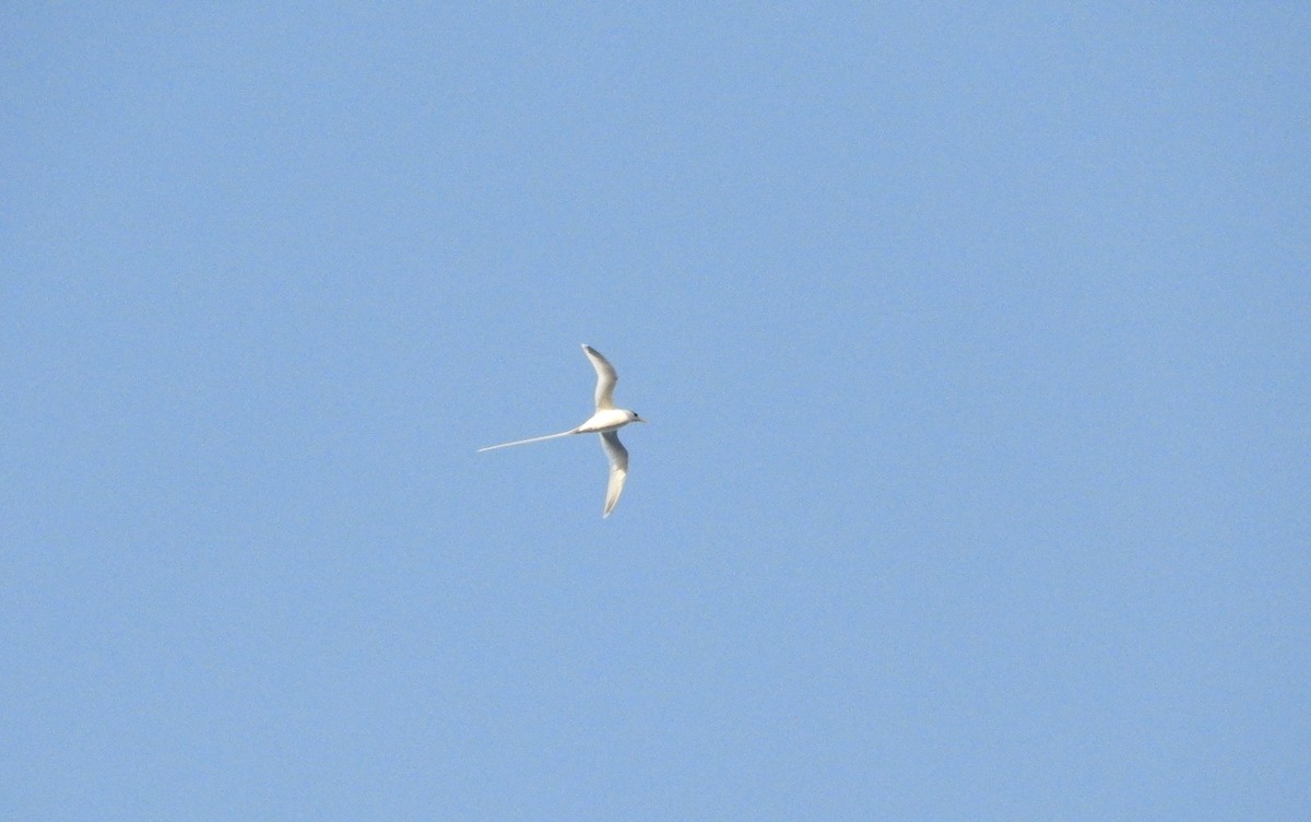 White-tailed Tropicbird - ML615340180
