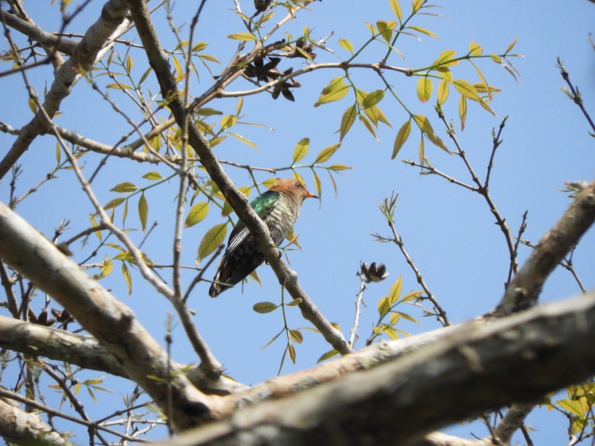Asian Emerald Cuckoo - ML615340407