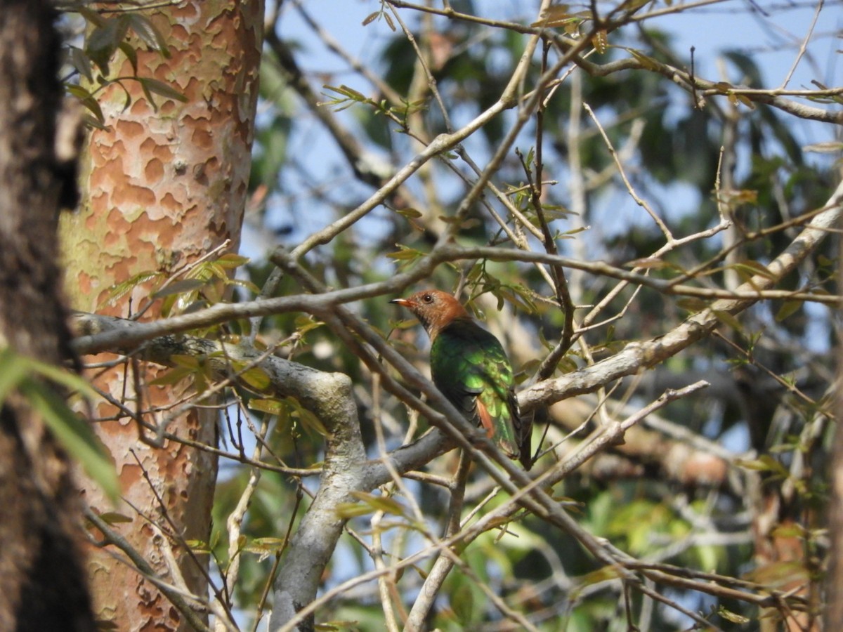 Asian Emerald Cuckoo - ML615340408