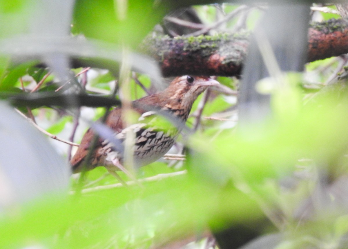 Short-tailed Antthrush - ML615340702