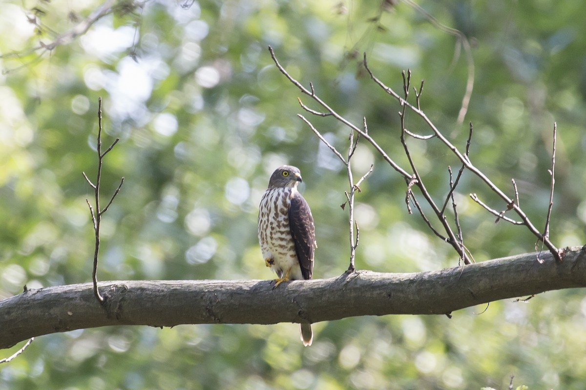 Chinese Sparrowhawk - ML615340734