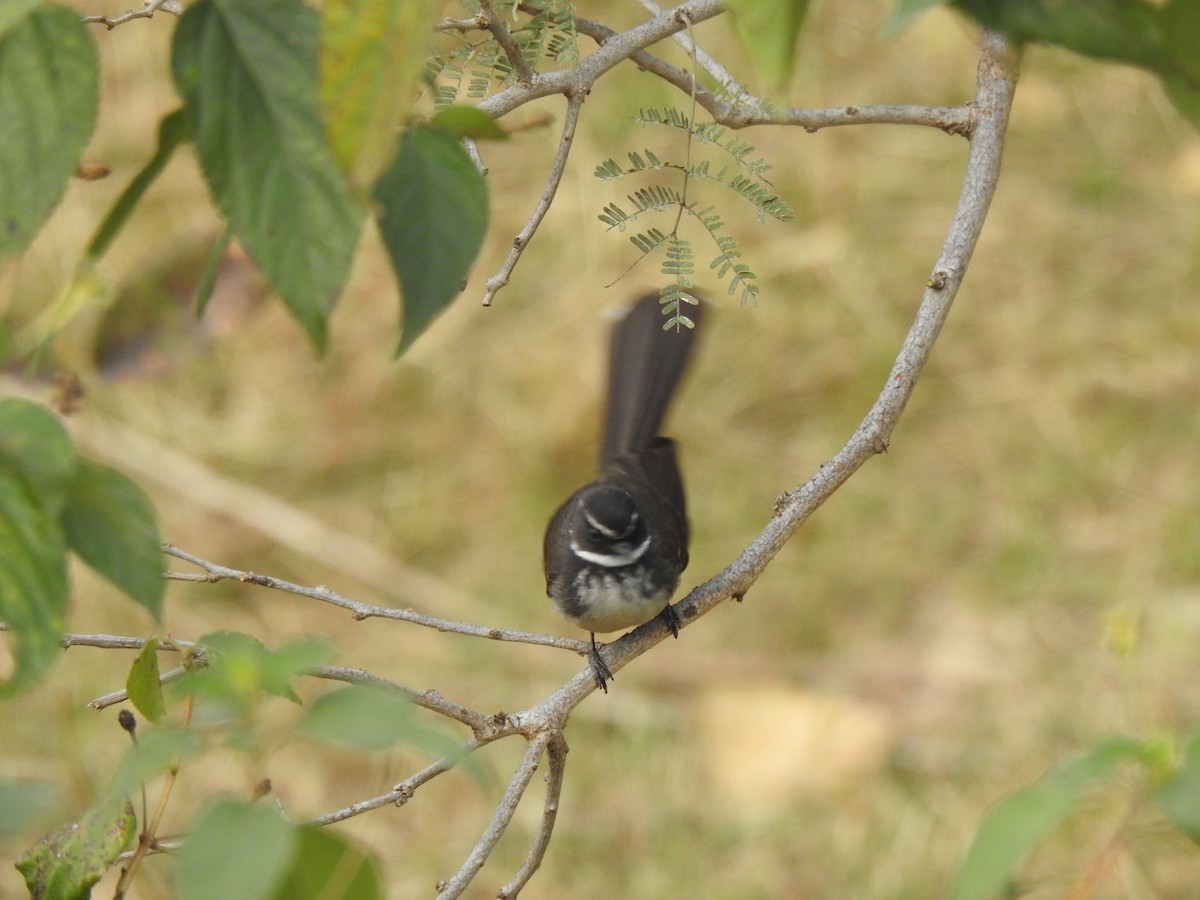 Spot-breasted Fantail - ML615340901
