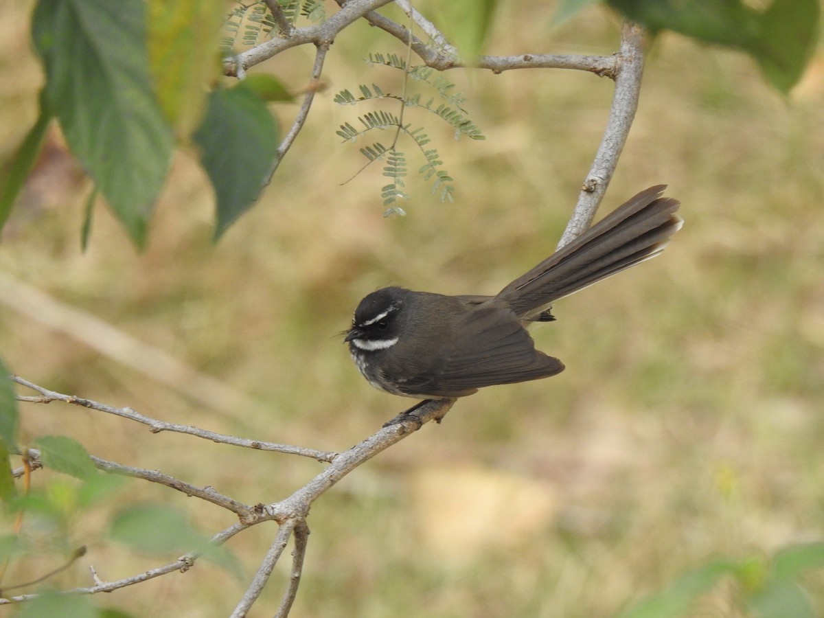 Spot-breasted Fantail - ML615340902