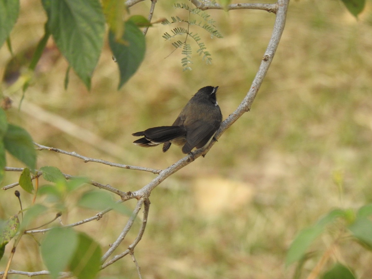 Spot-breasted Fantail - ML615340905