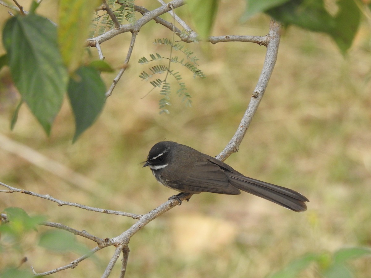 Spot-breasted Fantail - ML615340907