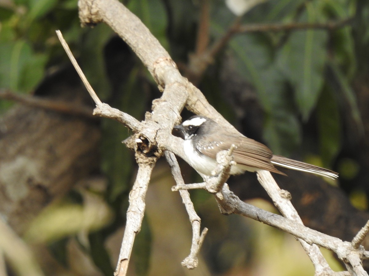 White-browed Fantail - ML615340939