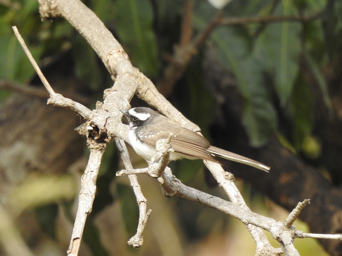 White-browed Fantail - ML615340940