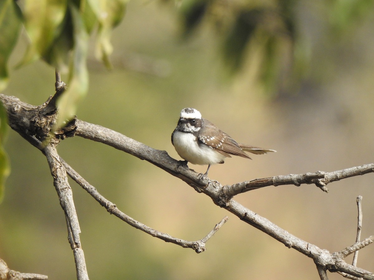 White-browed Fantail - ML615340941