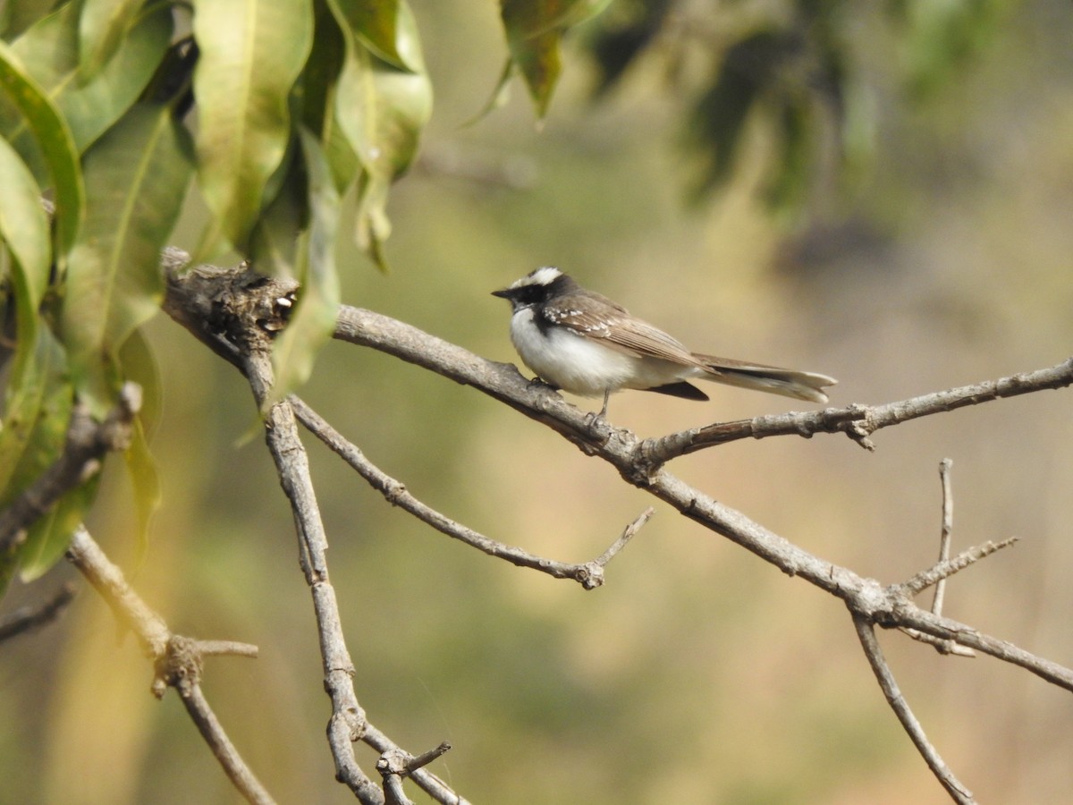 White-browed Fantail - ML615340942