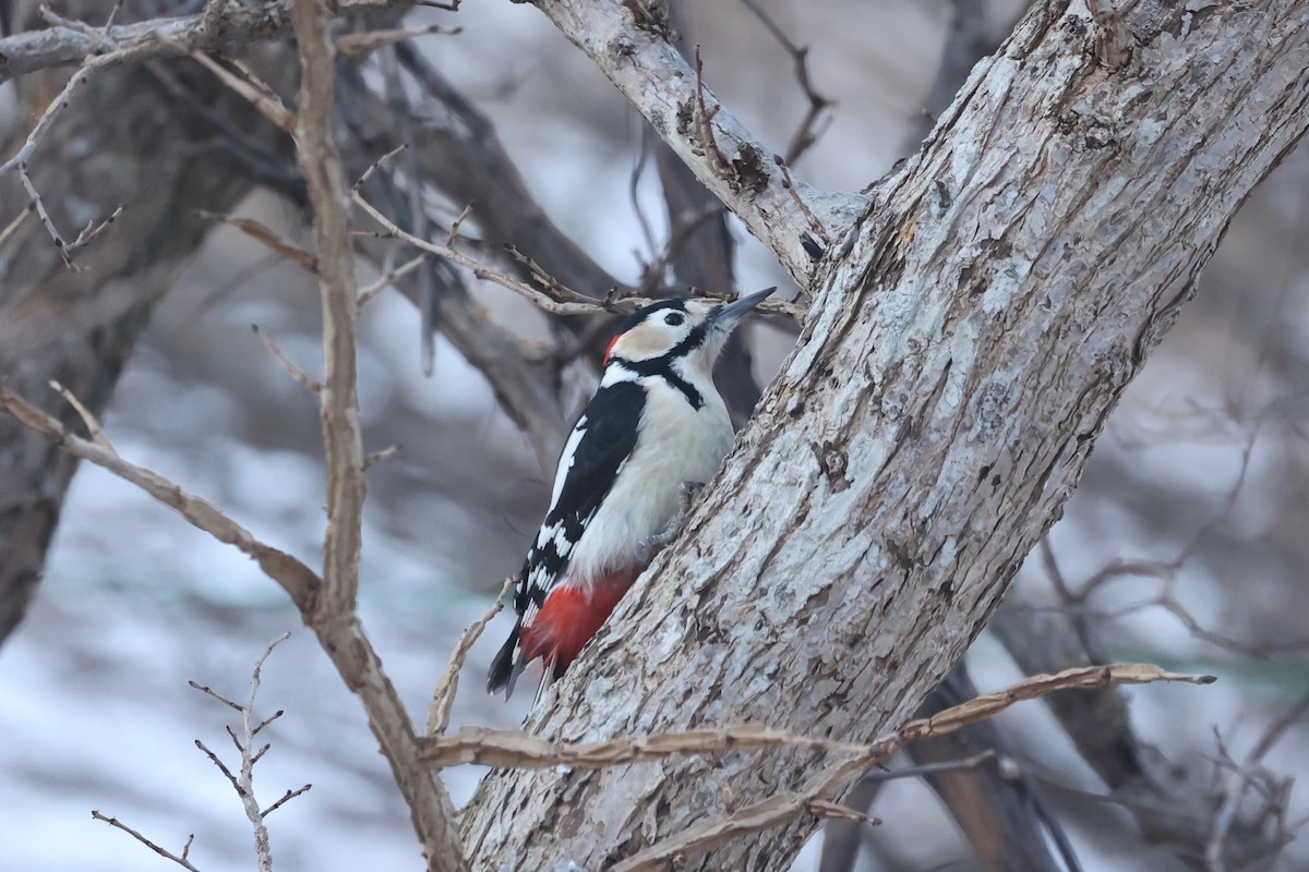 Great Spotted Woodpecker - ML615341081