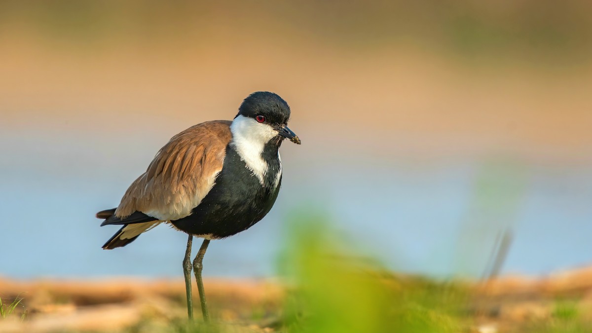 Spur-winged Lapwing - ML615341129