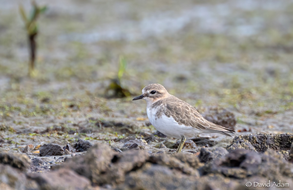 Double-banded Plover - ML615341331